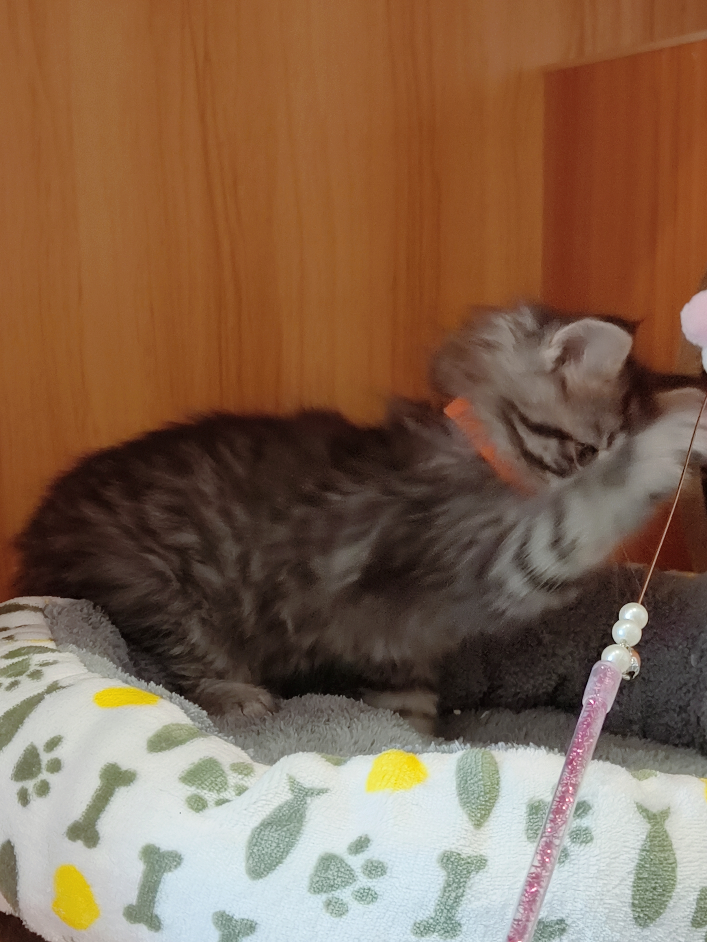 银虎斑缅因,送套用品